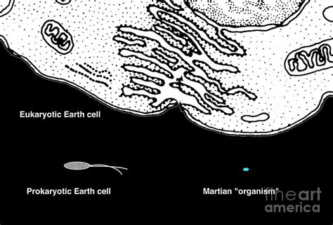 Microbial Life From Mars And Earth Photograph by Jon Lomberg/science ...