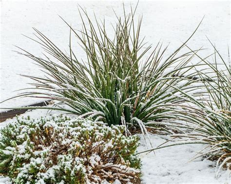 Winter Garden Plants - What Can Be Grown In Your Garden Over Winter ...