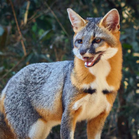 Discover the Unique Blanford's Fox in Colombia: Habitat, Behavior, and ...