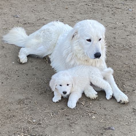 Maremma Sheepdog puppies for sale - Prancing Pony Farm Maremma ...