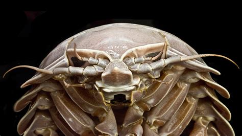 New species of “supergiant” isopod uncovered