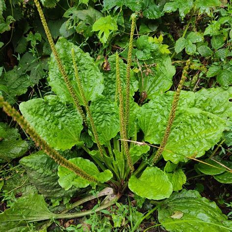 Plantago Major - 200 Seeds - Medicinal Broadleaf Plantain