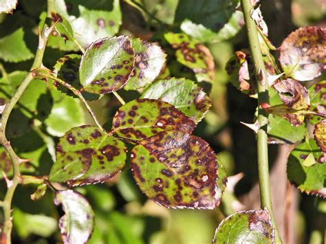 How to Treat and Prevent Black Spot on Roses