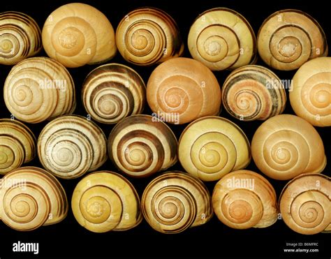 Grove snail, Cepaea nemoralis, variation in shell patterns Stock Photo ...