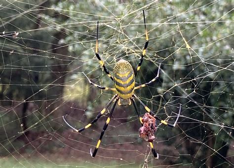 Vibrant Spider 2 PHOTO DIGITAL DOWNLOAD Prints Art & Collectibles ...