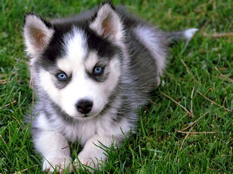 Siberian Husky Dog Training And Caring | Dog Training