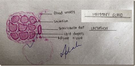 Histology Slides Database: Mammary Gland in Lactation high resolution ...