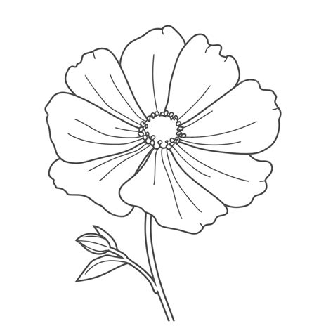 Poppy Flower Outline Drawing - Home Alqu