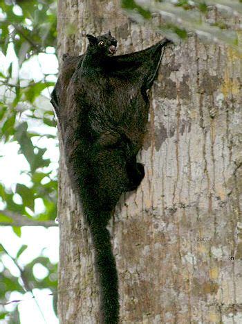 Large Black Flying Squirrel - Aeromys tephromelas | Flying squirrel ...