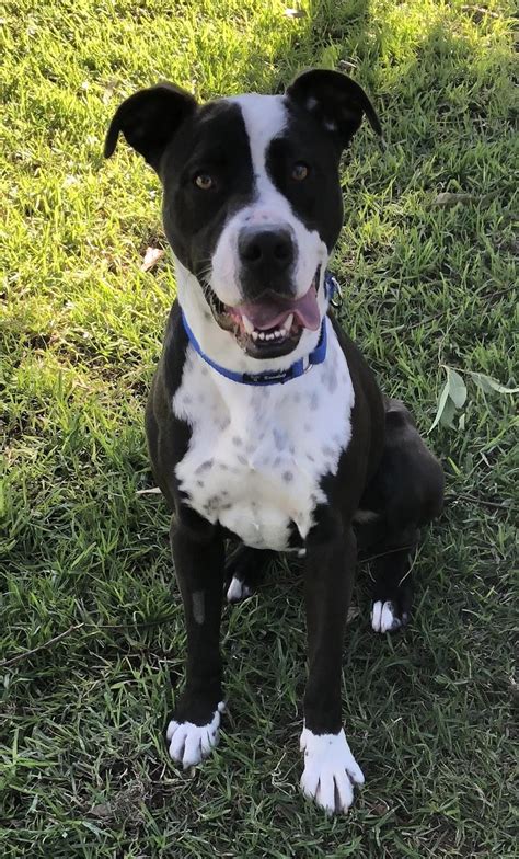 Rocky Jnr - Large Male American Staffordshire Bull Terrier Mix Dog in ...