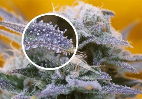 What are trichomes and why do they result in high-quality cannabis ...