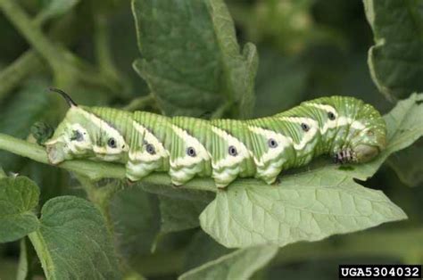 Tomato hornworms in home gardens | UMN Extension