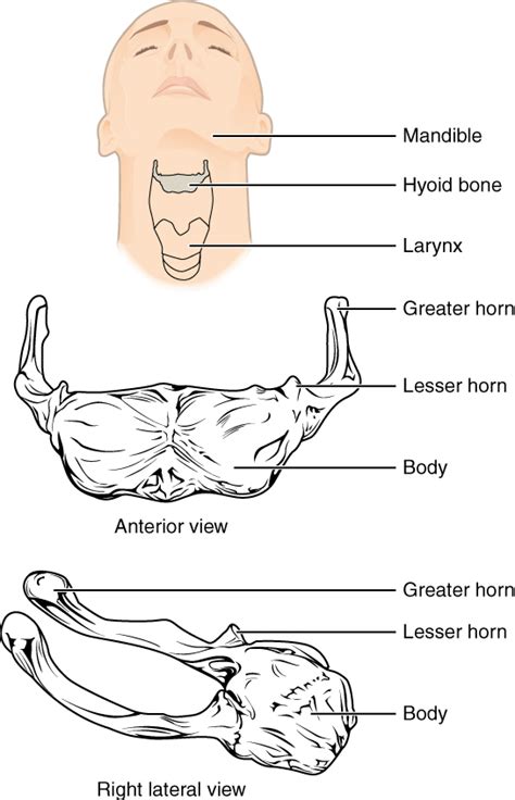 Hyoid bone - Wikipedia