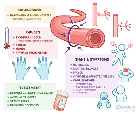 Vasoconstriction: What Is It, Causes, Signs, Symptoms, and More | Osmosis