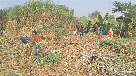 Sugarcane farming loses steam due to price uncertainty