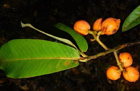 Virola chrysocarpa - Arboretum