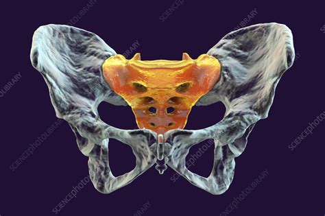 Anatomy of the sacrum bone, illustration - Stock Image - F037/6941 ...