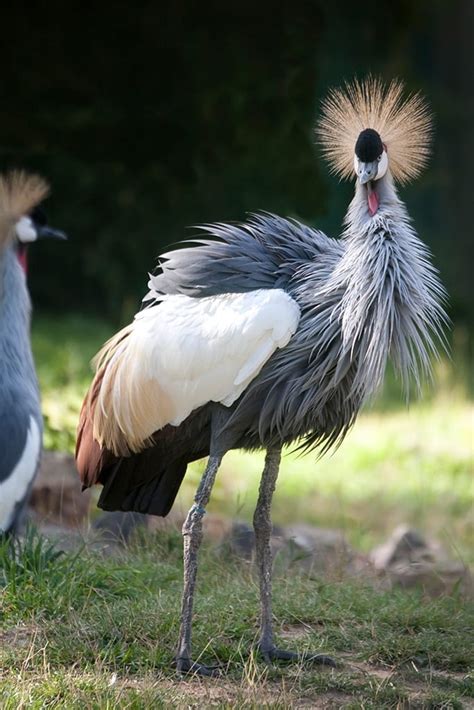 East African Crowned Crane - Denver Zoo