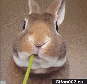 Gif 578 | Funny animals, Animals beautiful, Cute animals