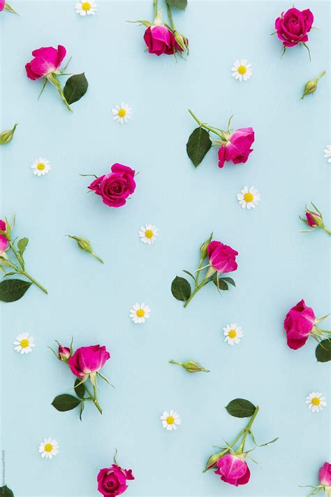 "Summer Flower Background" by Stocksy Contributor "Ruth Black" | Flower ...