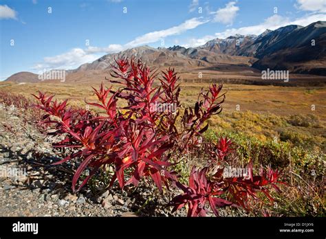 Tundra plants. Denali National Park. Alaska. USA Stock Photo - Alamy