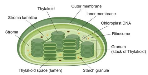 Chloroplast Diagram