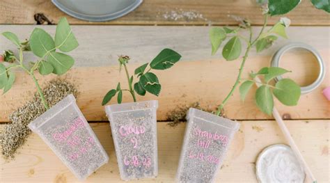 How to Propagate Roses From Cuttings: The Best Way to Grow New Roses F ...