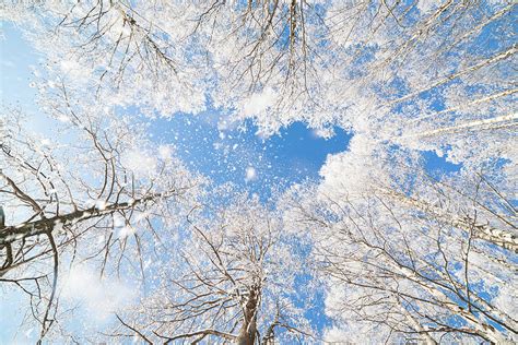 Snow falling from trees Photograph by Juhani Viitanen - Fine Art America