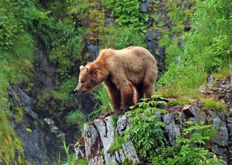 Admiralty Island: 8 Reasons to Visit Admiralty Island, Alaska