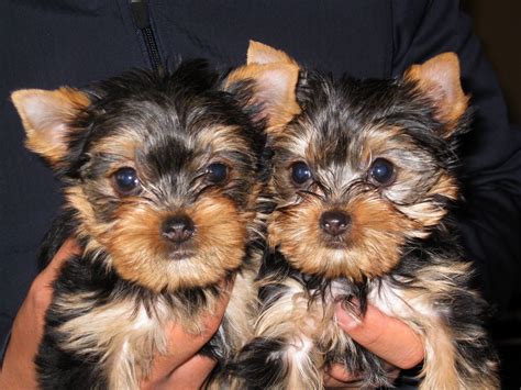 Super cute yorkie puppy sisters :) | Yorkie puppy, Puppies, Cutest ...