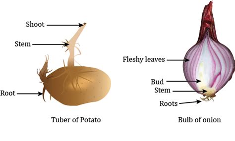 Underground stem is found in: