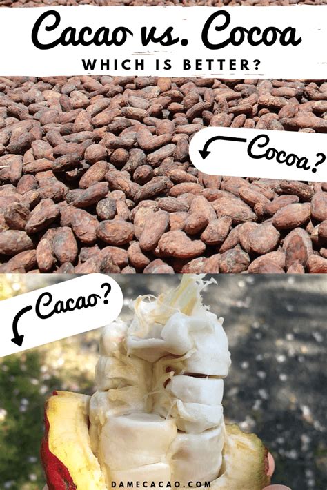 Cacao vs Cocoa: How They’re Different (Expert Reveals)