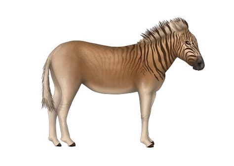 Quagga - Facts and Beyond | Biology Dictionary