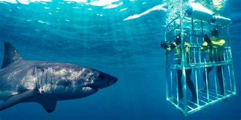 Why "Shark Cage Diving" ban matters - Earthrace Conservation