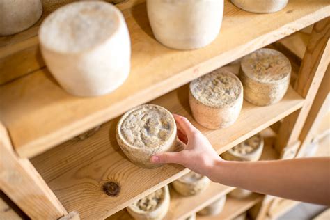 Choosing and Maintaining Your Starter Cultures - The CheeseMaker