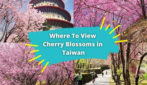 Spring In Taiwan: Where To View Cherry Blossoms - KKday Blog