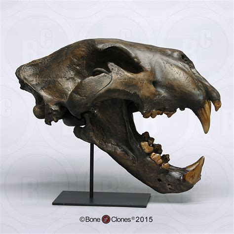 American Lion Skull Tarpit Finish - Bone Clones - Osteological ...