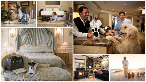 Discover the Purr-fact Retreats Pet-Friendly Hotels in New England