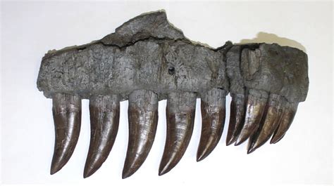 Identification of Ceratosaurus Teeth - General Fossil Discussion - The ...