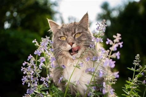 17 Maine Coon Food Allergies (According to Vets) - MaineCoon.org