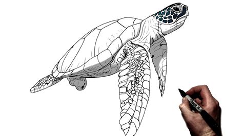 Simple Sea Turtle Drawing