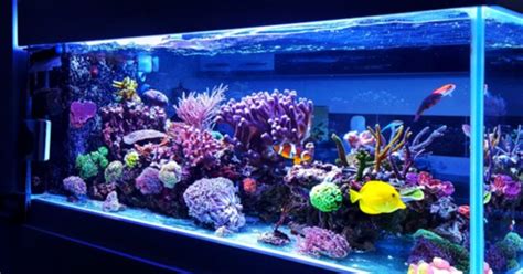 Best Saltwater Aquarium Kit | PetGuide