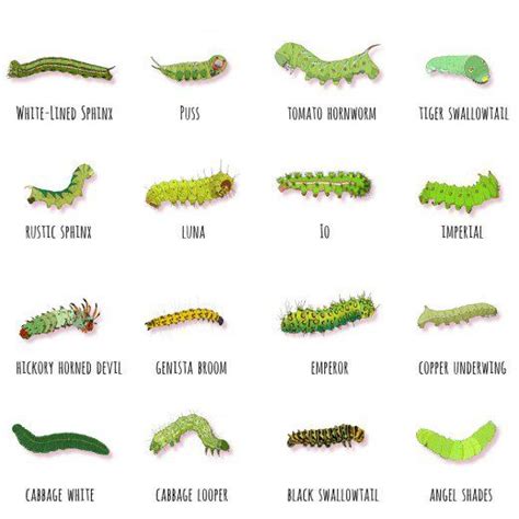 Green Caterpillar Identification Guide: 18 Common Types | Butterfly ...