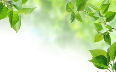 Green Leaves Wallpapers - Top Free Green Leaves Backgrounds ...