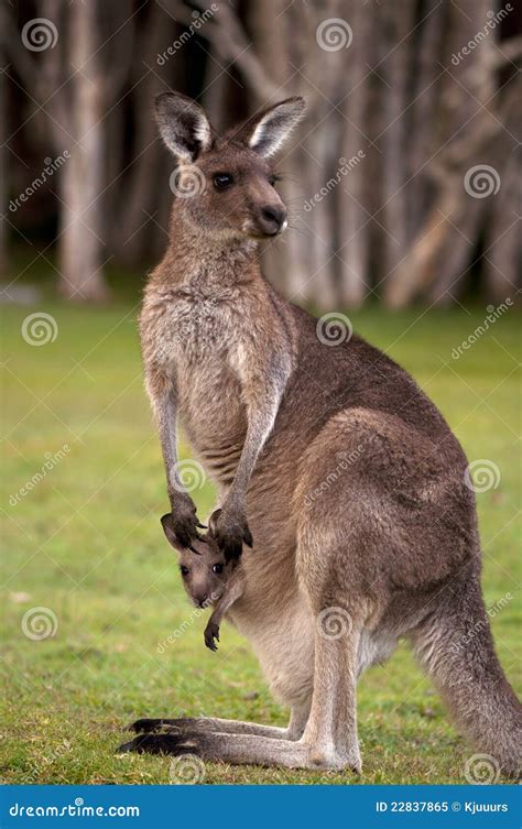 Kangaroo Mum With A Baby Joey In The Pouch Royalty Free Stock Photo ...