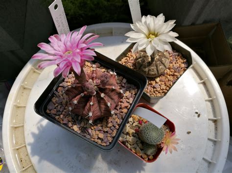 Gymno, Gymno.. Rebutia! : cactus