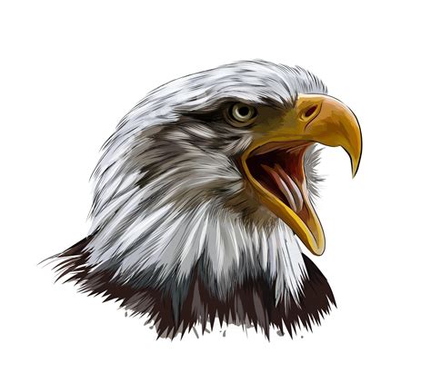 Eagle Drawing