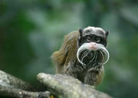 Do you know there are more than 260 species of Monkeys? - Asking Minds