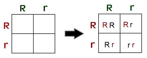 Punnett Squares - The Genetics Classroom