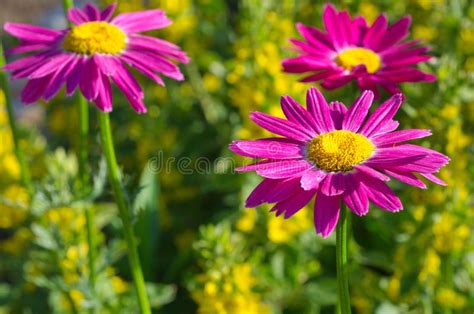 Pink Pyrethrum Flowers in Bloom Stock Photo - Image of pink, plant ...